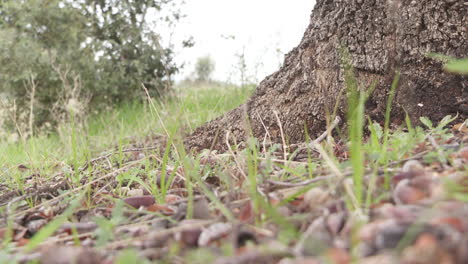 close-up view of tree base and ground cover