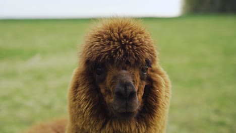 lama looking around in the field