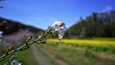 Campo-De-Colza-Amarillo-En-Flor-En-El-Fondo-Con-Un-Primer-Plano-De-La-Flor-De-Sakura-Rosa-Fondo-Borroso