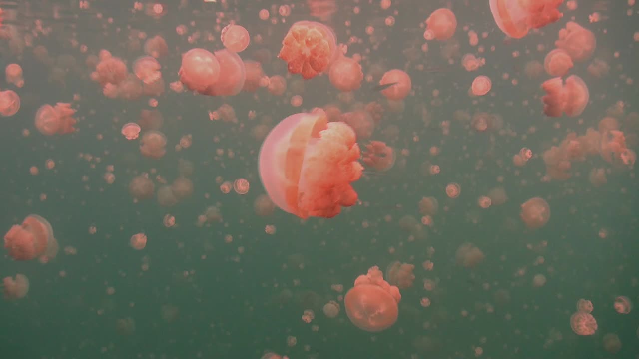 wide angle shot of many jellyfishes drifting under the surface in Jellyfish Lake Palau Islands.