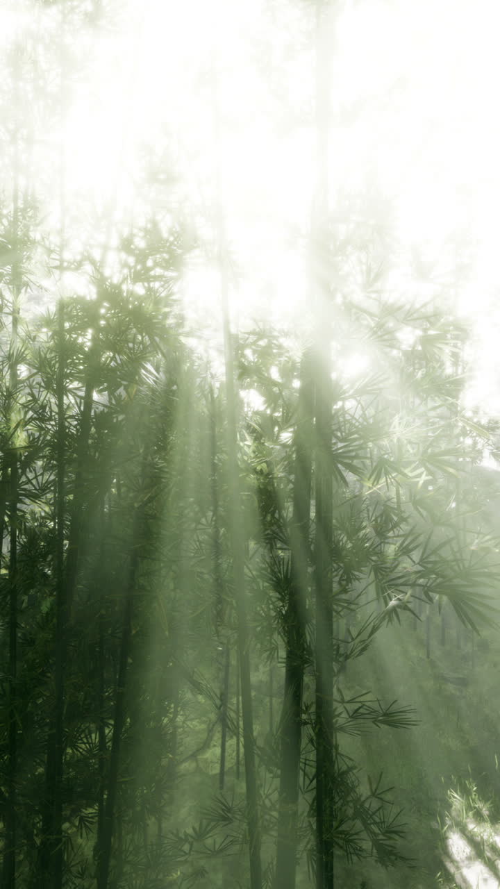안개 인 대나무 숲 속 의 빛