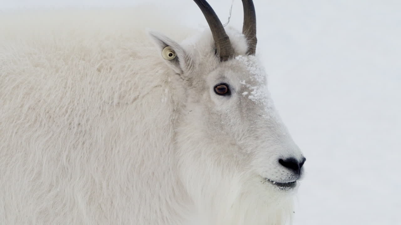 Mountain Goat In Snowy Winter Landscape In Whitehorse, Yukon, Canada - Close Up
