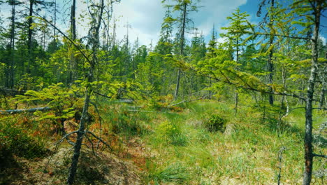 She-Walks-Along-A-Surprisingly-Beautiful-Swamp-On-A-Clear-Sunny-Day-Untouched-Wild-Places-On-The-Pla