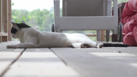 low angle front view of a black and white cat relaxing on ground with blurred background during daytime