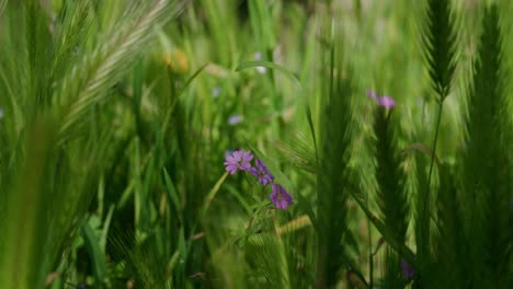 dove's-foot crane's-bill flowers in barley plantation during summer. - closeup