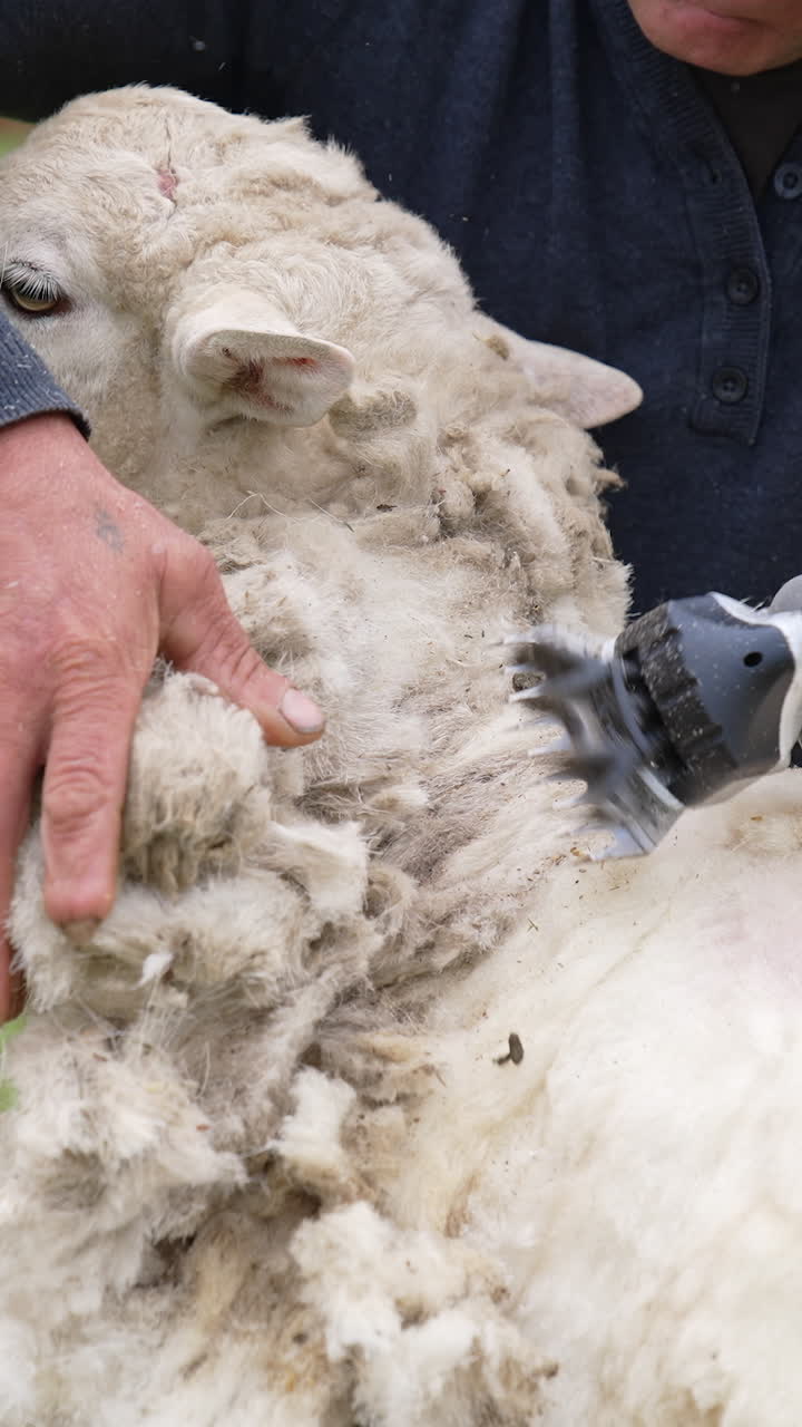 Shearing sheep on farm