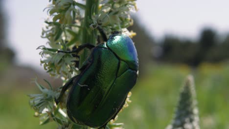 primer plano: colorido verde y azul metalizado en la parte superior de un escarabajo en la planta