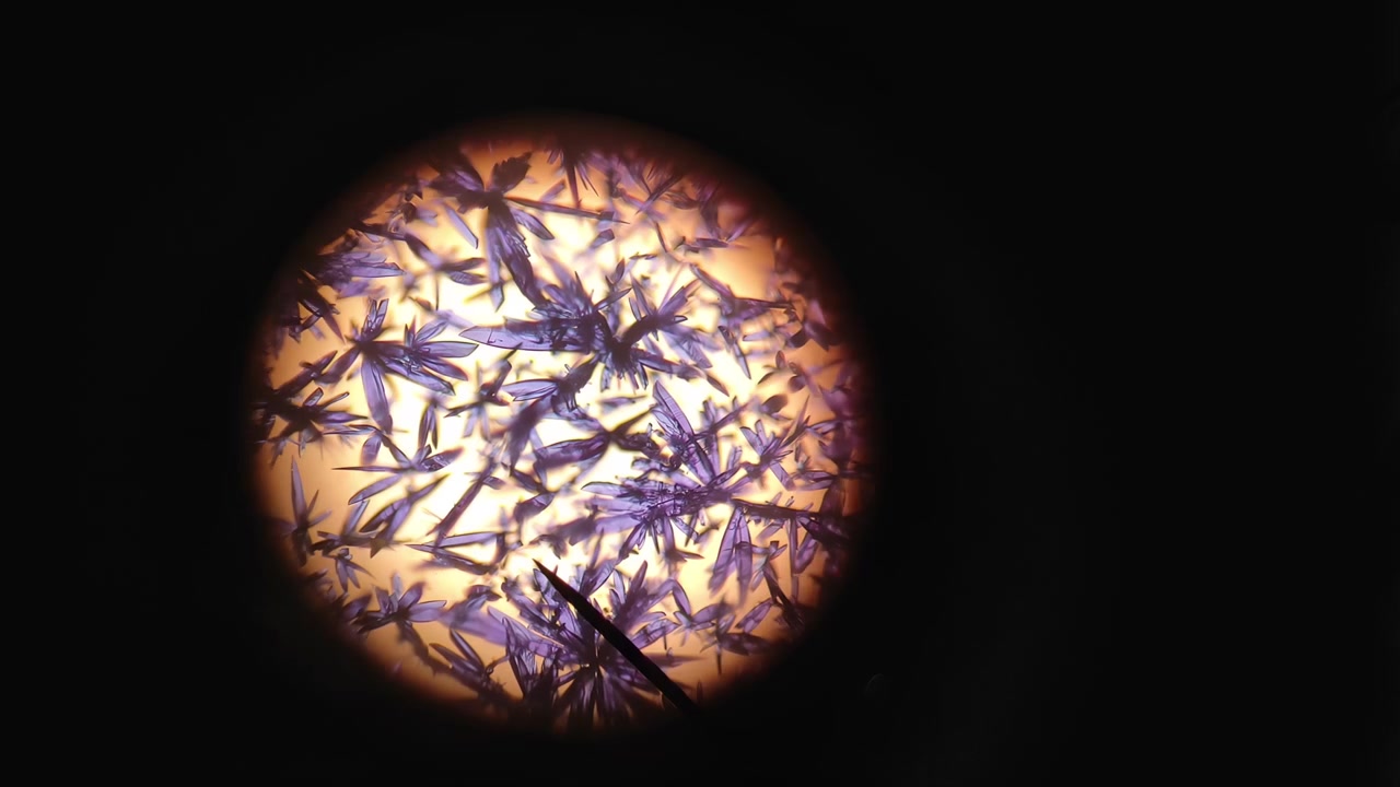 Cristalli di tetrarodanomercuriato di cobalto al microscopio. Vista al microscopio di bellissimi fiori di cristallo blu. Scatto reale attraverso l'oculare del microscopio. Formula chimica Co[Hg(SCN)₄]