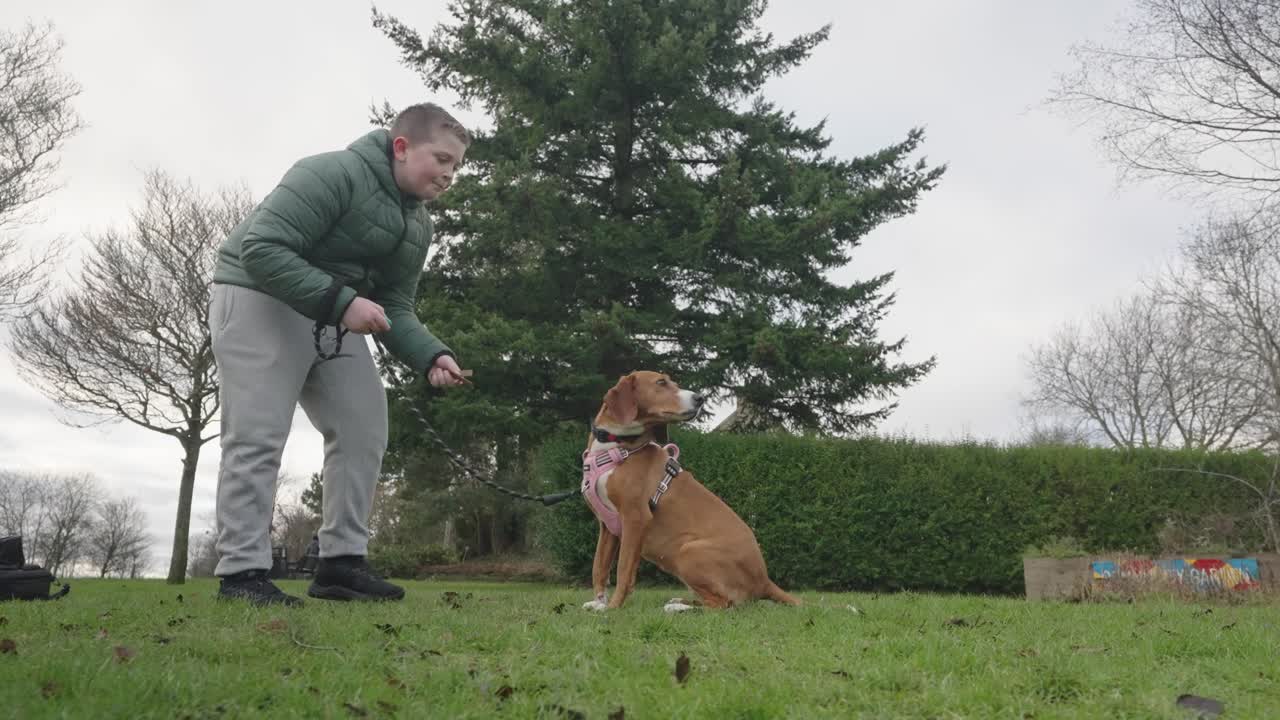 소년과 개는 집중된 표정과 리를 흔들면서 유대감을 공유합니다.
