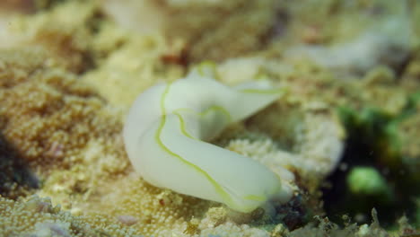 Amazing-white-and-yellow-nudibranch-slowly-crawling-on-the-reef