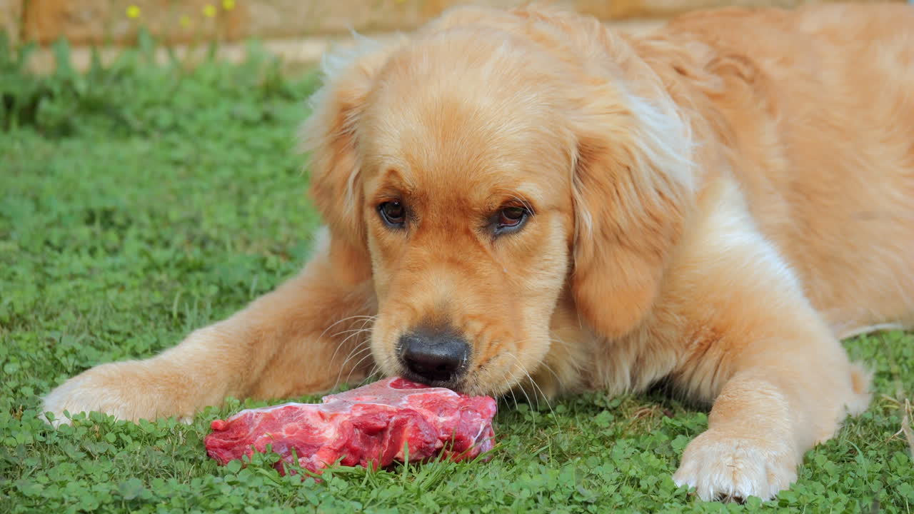cámara lenta, cachorro golden retriever de 5 meses mordiendo hueso carnoso rojo
