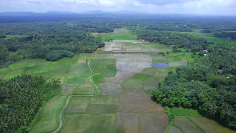 Campos-De-Arroz-O-Arrozales-En-Kollangode,-Distrito-De-Palakkad,-Kerala,-Sur-De-La-India