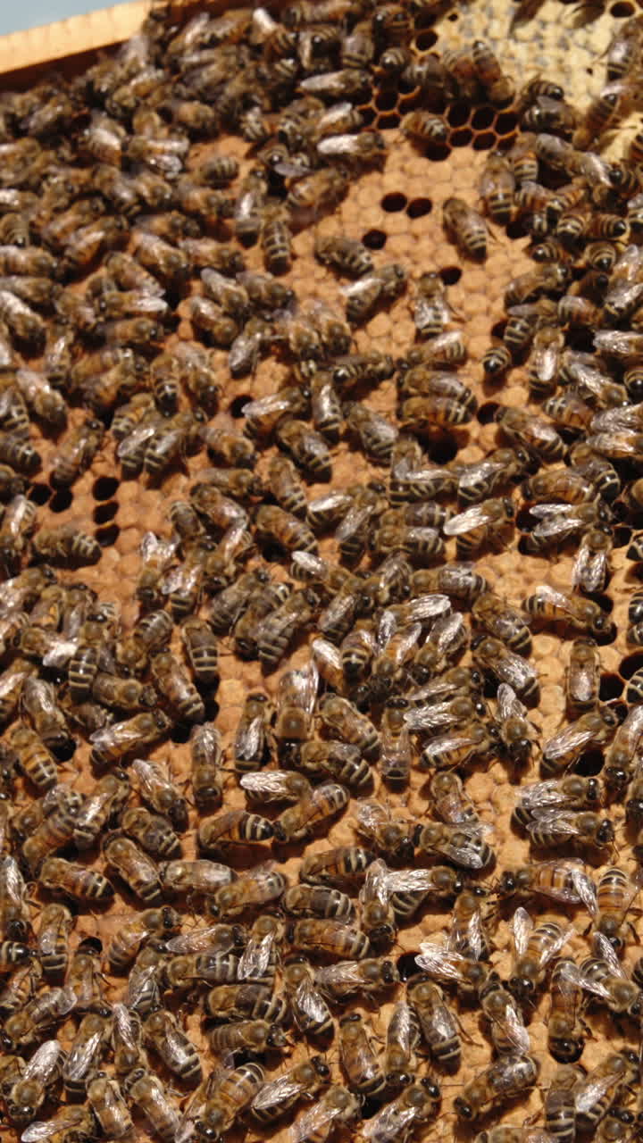 Honey frame coated with stripy insects crawling over. Man's hand holding a heavy frame full of honey and bees. Close up. Vertical video