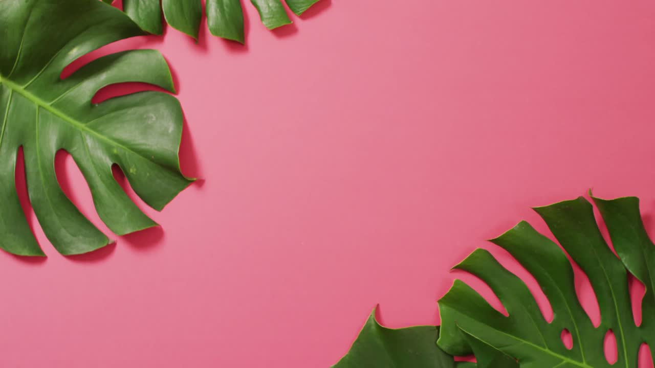 hojas de plantas de monstera verdes en fondo rosa con espacio de copia
