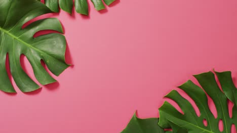 Hojas-De-Planta-Monstera-Verde-Sobre-Fondo-Rosa-Con-Espacio-De-Copia