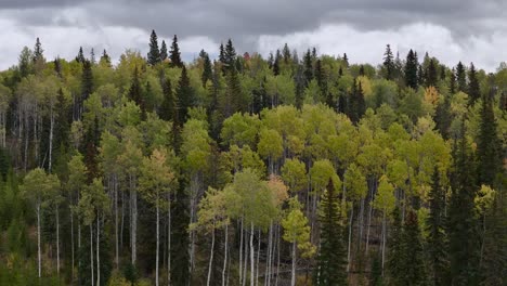 trembling aspen canopy adorned with yellow leaves dancing in the wind on coquihalla highway, british columbia: a stunning 70mm drone zoom capture