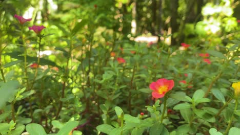 Nahaufnahme-Von-Gewöhnlichen-Portulakblüten-Im-Ruhigen-Garten,-Sonniger-Tag,-Schieberegler