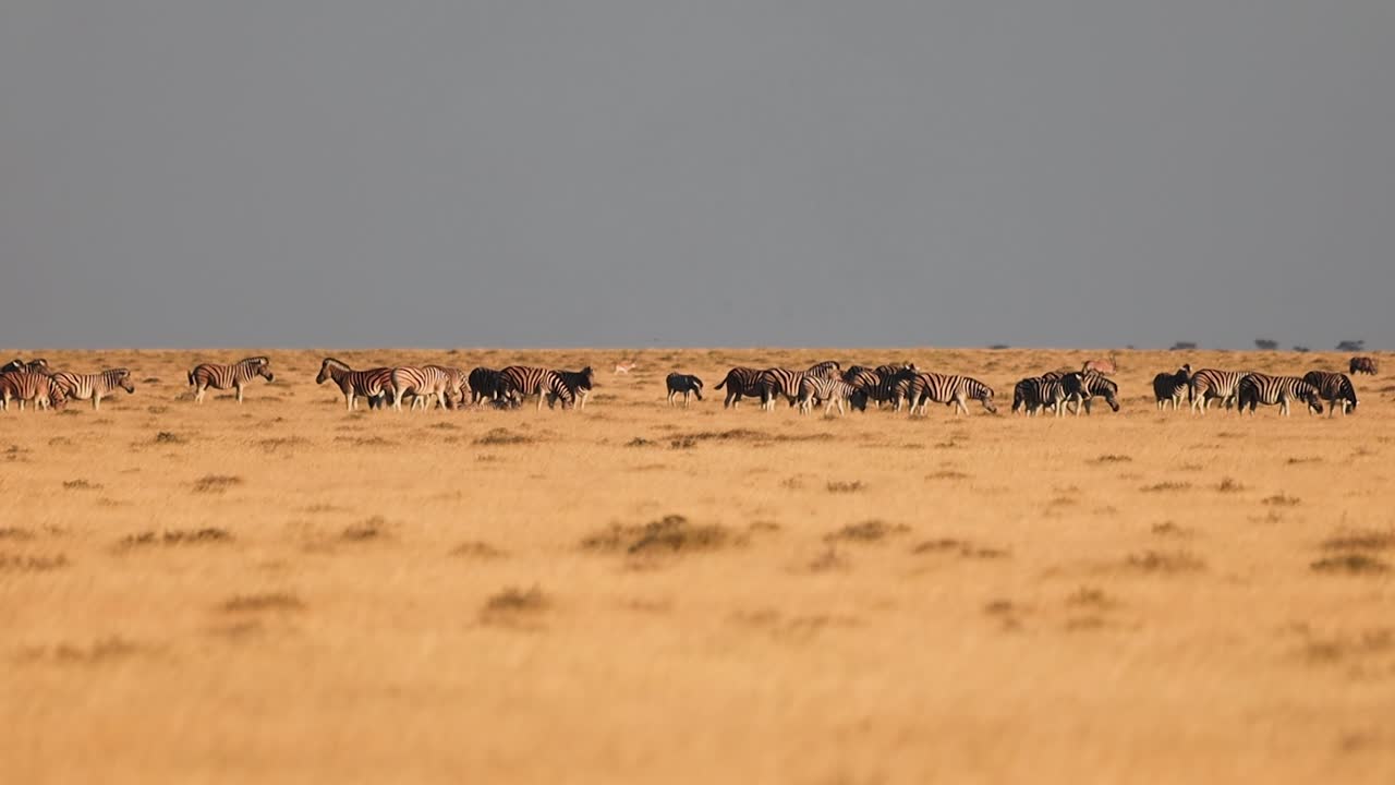 Namibia wildlife Zebras and Oryxes at Etosha National Park