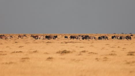 namibia wildlife zebras and oryxes at etosha national park