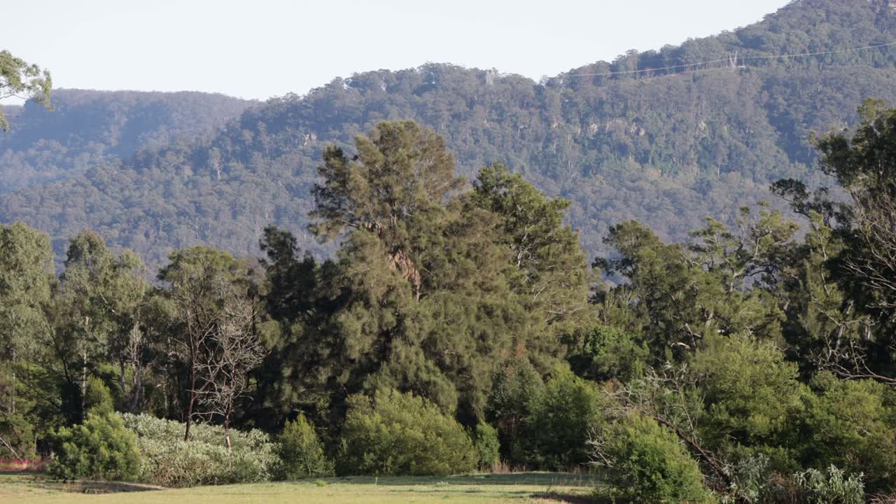 bosque del valle del canguro y paisaje fluvial en el oeste de australia, toma amplia bloqueada