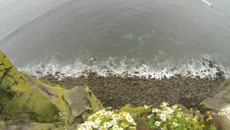 puffin bird jump off the cliff