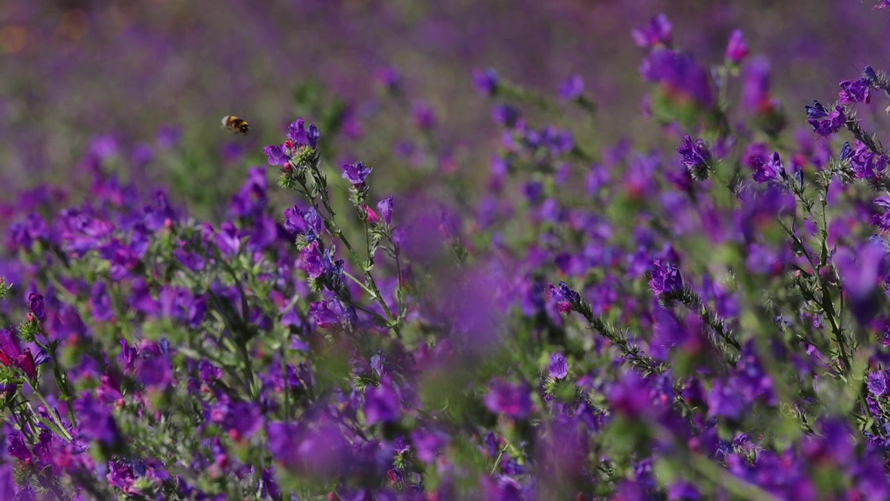 Prato fiorito vibrante pieno di api e bombi impollinatori.
