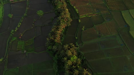 Patrón-Icónico-De-Campo-De-Arroz-Con-Luz-Solar-De-Hora-Dorada-En-Bali,-Aéreo