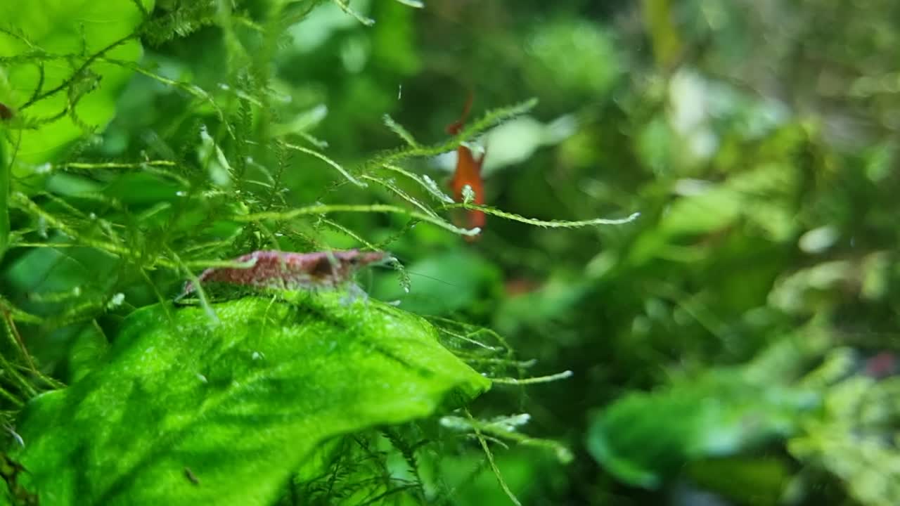 Freshwater shrimp perched on green aquarium leaf among dense aquatic plants in a natural planted tank