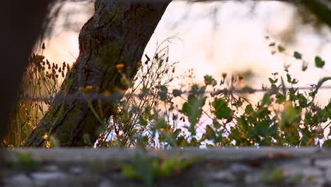 silhouette of a trunk with gently swaying flowers against the backdrop of the unfocused sea