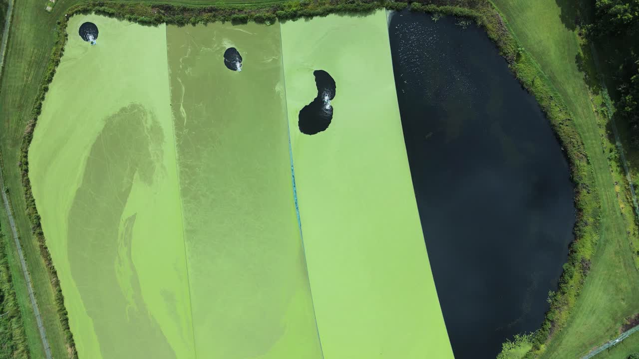 오염된 수면에서 자라는 대조적인 녹조류가 있는 폐수 처리 연못