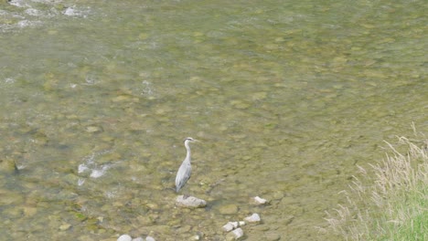 Slow-motion-upward-panning-shot-of-a-crane-fishing-in-the-limmat-river-near-lake-Zurich-and-the-River-Sihl