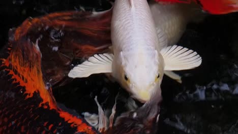 peces koi en un estanque