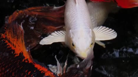 koi fish in a pond