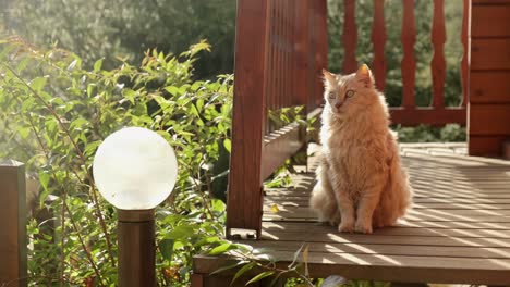 beautiful ginger cat standing on a cabin deck with luscious bushes