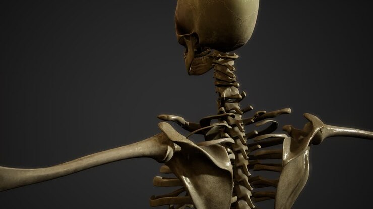 bones of the Human skeleton