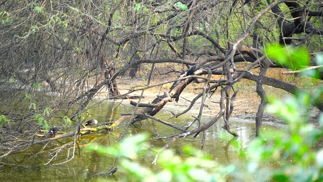 동물과 야생 동물은 전통적으로 길들여지지 않은 동물 종을 의미합니다.
