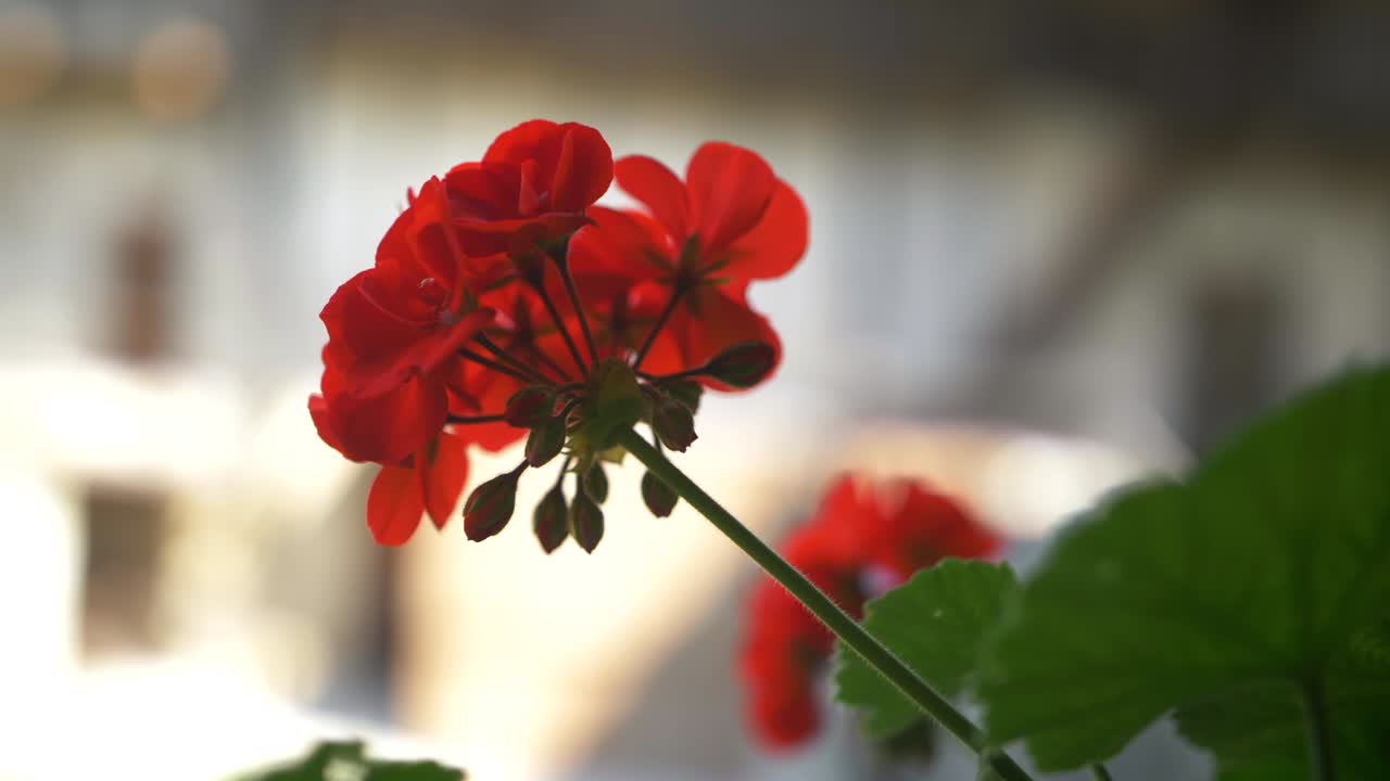 Red flower on green stem in summer, very blurry houses in background