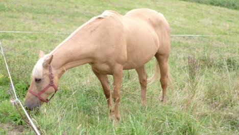 caballo palomino pastando alimentándose de hierba en un pasto verde con valla