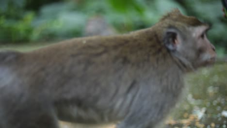 A-mother-monkey-watching-over-her-cute-baby-monkey-then-all-of-a-sudden-another-large-monkey-walks-right-in-front-of-the-camera,-blocking-the-view-of-the-mother-and-baby-monkey