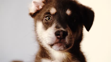 Various-closeup-shots-of-sleepy-puppy-in-evening-light