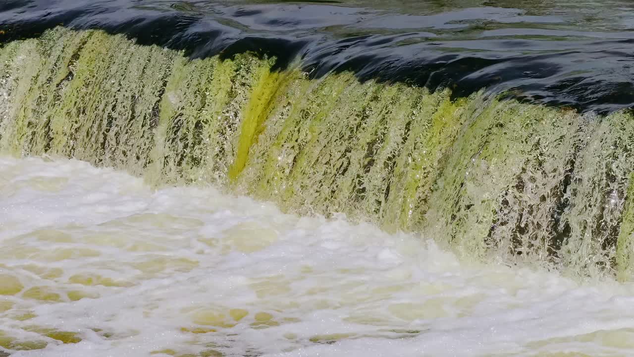 Symbolic view of biodiversity and life cycle captured during fish migration