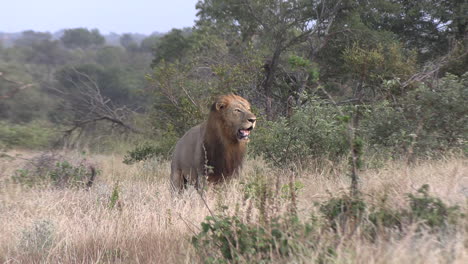 león con magnífica melena macho rugidos y tallos en la pradera