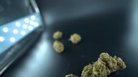 un primer plano detallado gimbal girando hacia atrás movimiento tiro de una planta de cannabis, cepas híbridas de flores de marihuana, indica y sativa, 120 fps cámara lenta full hd, iluminación de estudio cinematográfico