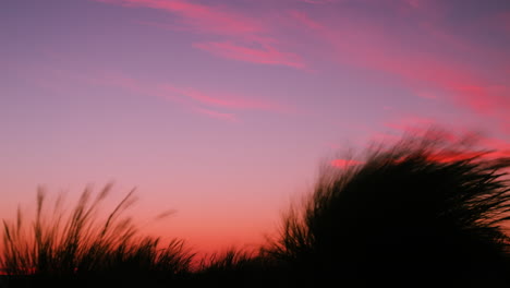 Marram-Playa-Hierba-Ammophila-Arenaria-Soplando-En-El-Viento-Al-Atardecer-O-Al-Amanecer-Colorido-Cielo-Rojo,-Loopable-Sin-Fisuras