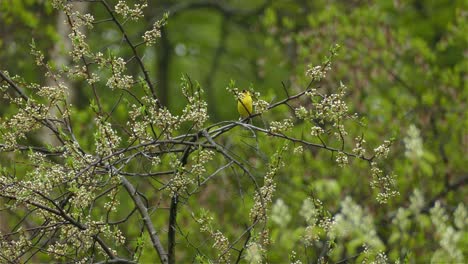 An-Adult-Male-American-Goldfinch-rests-on-a-tree,-chirping,-singing