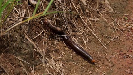 seen moving towards the left as the camera slides with it revealing reddish brown soil, plants, roots, while climbing a slope