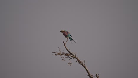 Lilac-breasted-roller-balancing-on-a-twig-and-flying-away,-slow-motion