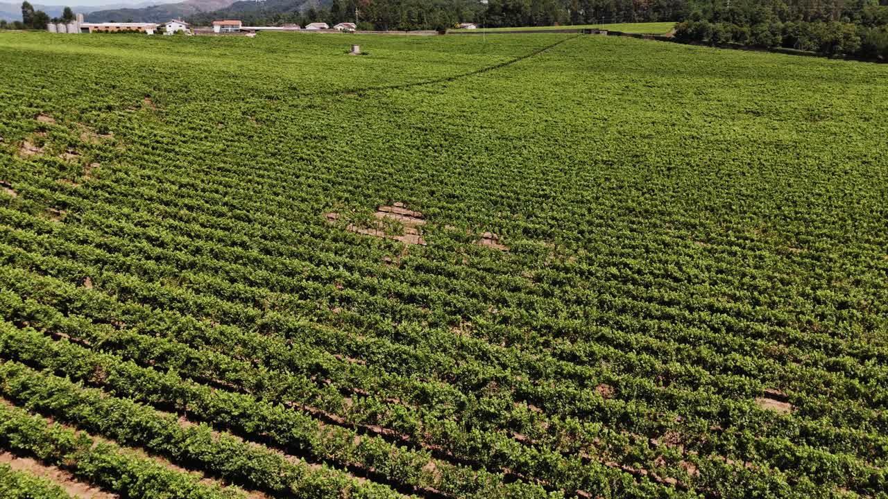 Aerial lush green vineyard rows in Amares, Braga, Minho region, Portugal
