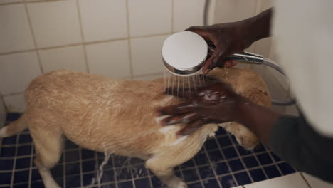 an unrecognisable man bathing a dog at an animal