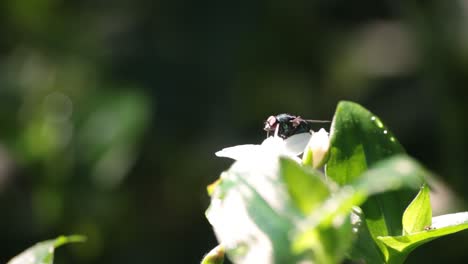 Fliege-Auf-Einer-Weißen-Blume-Und-Warte